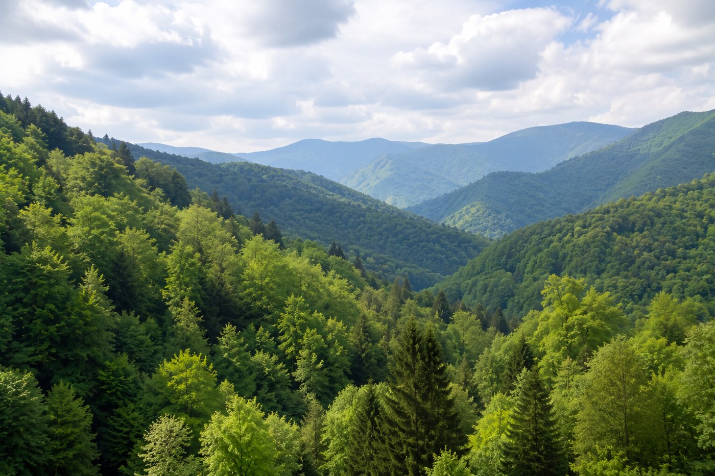 Beech forest