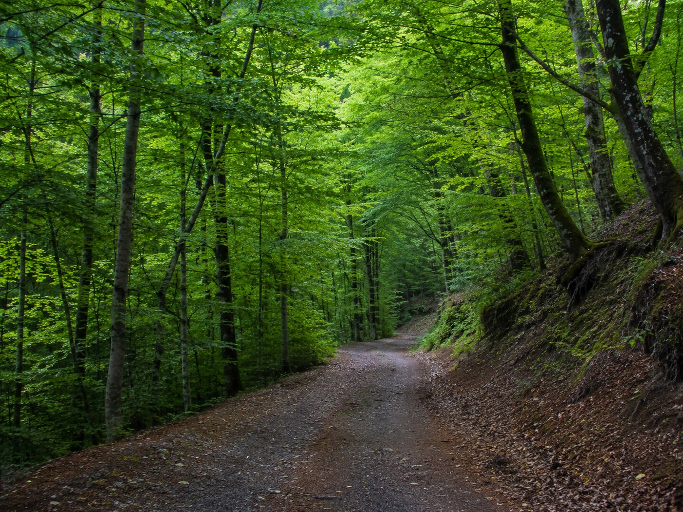 Forest trail