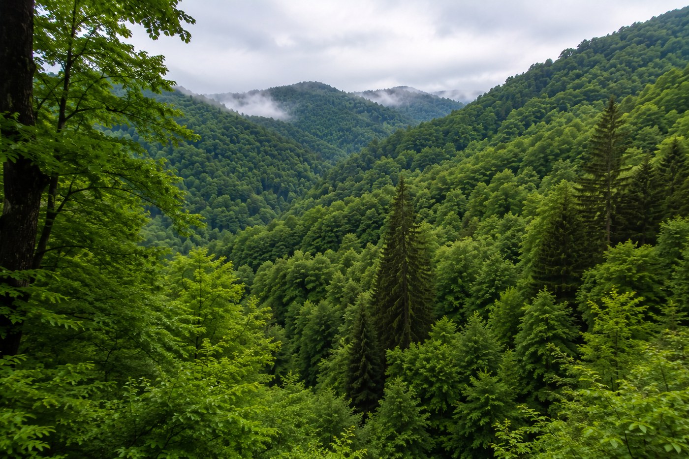 Forest canopy